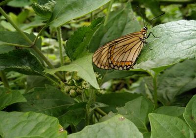 Close-up of butterfly pollinating on leaves