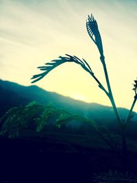 Close-up of plant against sky