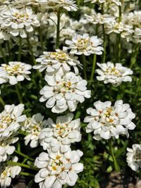 Close-up of white flowers blooming outdoors