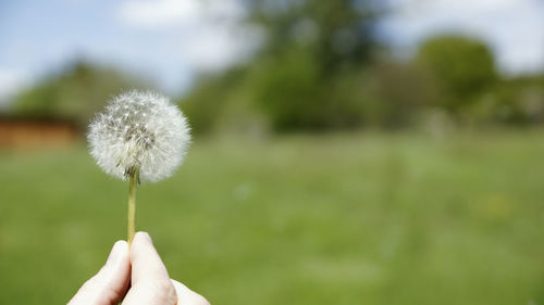 Close-up of hand holding dandelion against blurred background