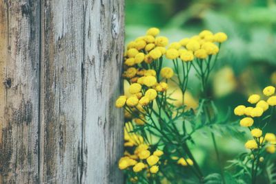 Close-up of yellow flowering plant