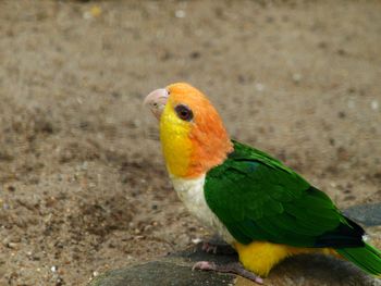 Close-up of parrot perching on tree