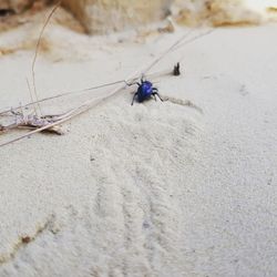 High angle view of insect on land