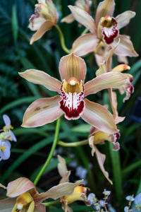 Close-up of honey bee on flower