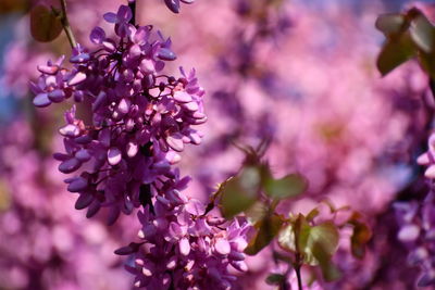 Close-up of pink flowering plant