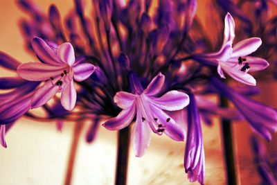 Close-up of pink flower