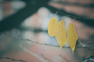 Close-up of yellow leaves