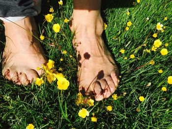 Close-up of yellow flowering plants on field