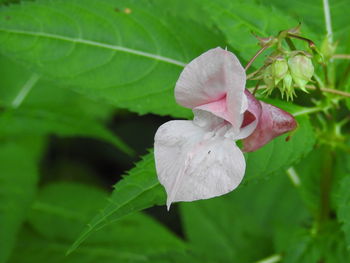 Close-up of pink flowering plant