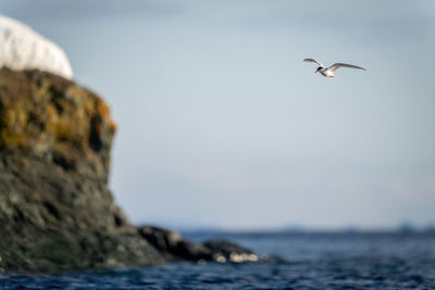 Antarctic tern approaches cliff with wings spread