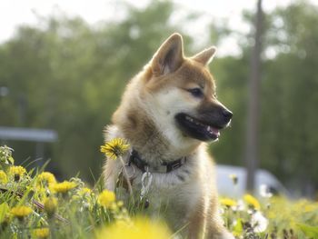 Close-up of dog