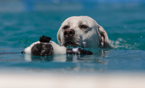 Dog swimming in pool