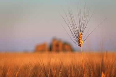 Close-up of wheat growing on field against sky during sunset