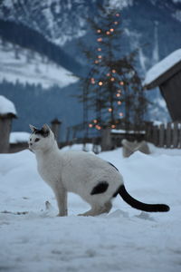 winter