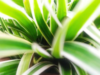 Close-up of fresh green plant