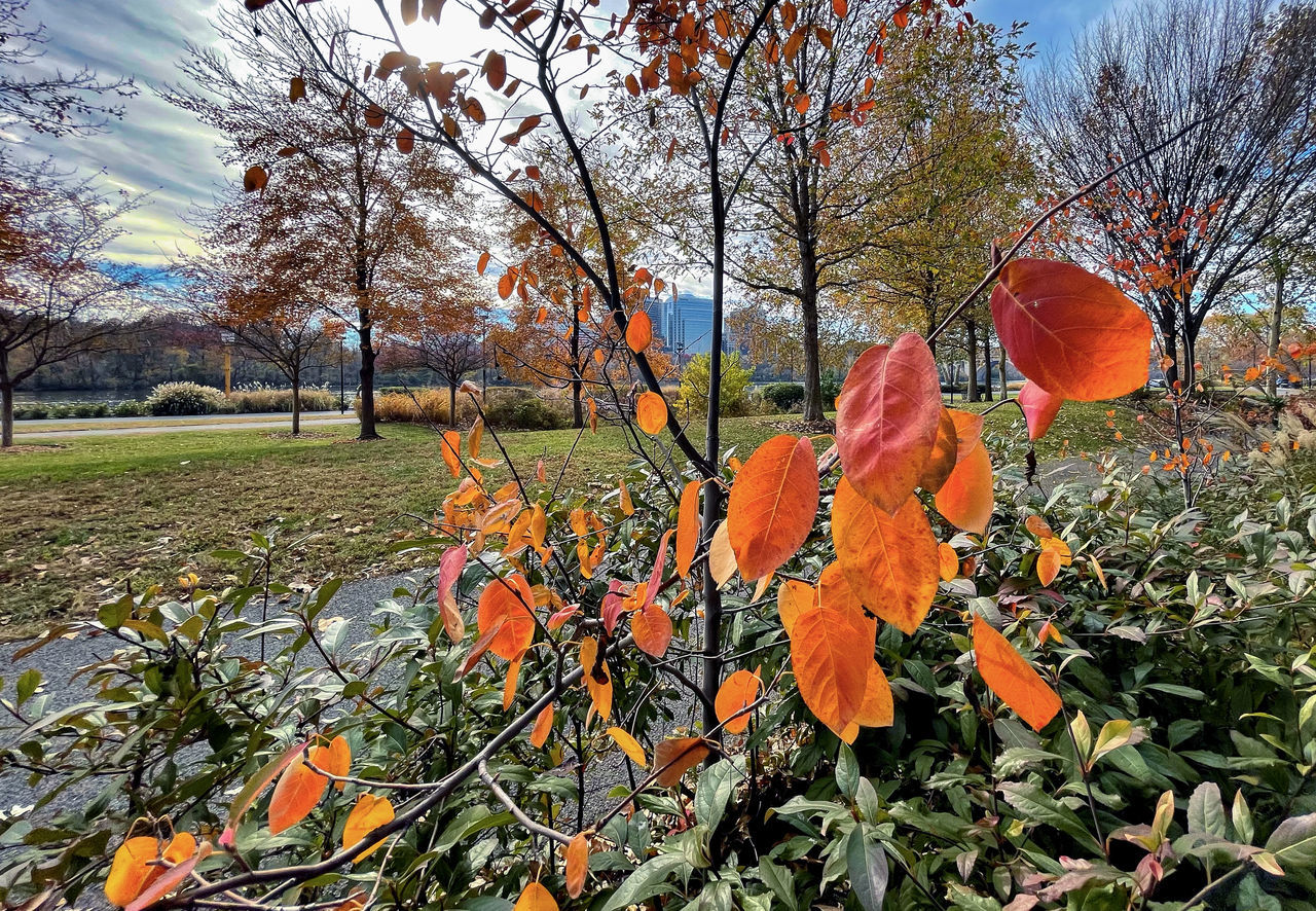 plant, orange color, nature, flower, autumn, tree, leaf, growth, beauty in nature, no people, sky, day, tranquility, flowering plant, outdoors, plant part, field, land, garden, freshness, fragility, scenics - nature, landscape, branch, cloud