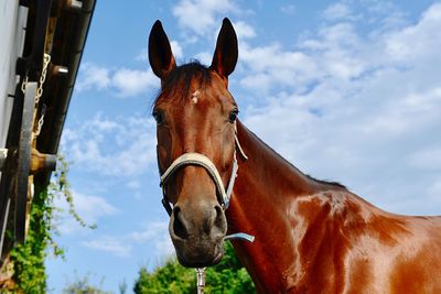 View of horse against sky