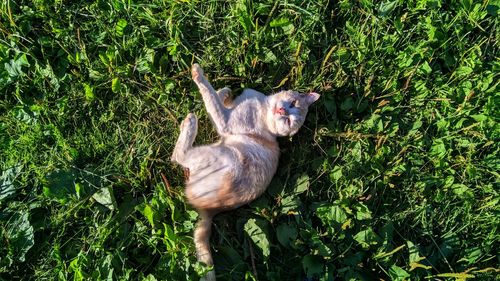 Monkey sitting in a forest