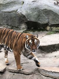 Tiger in a zoo