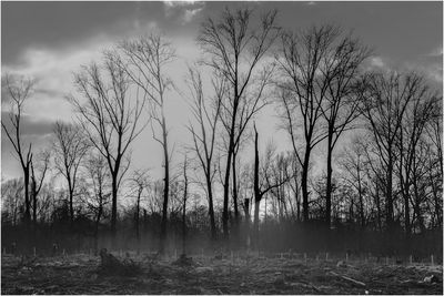 Bare trees on field against sky