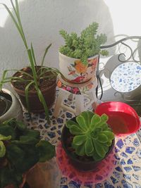 High angle view of potted plants on table