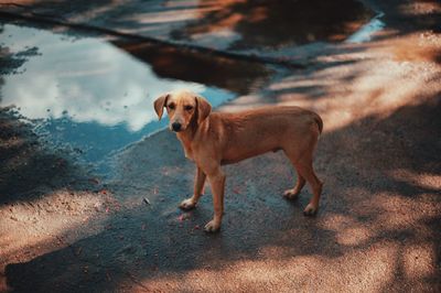 Portrait of dog standing outdoors