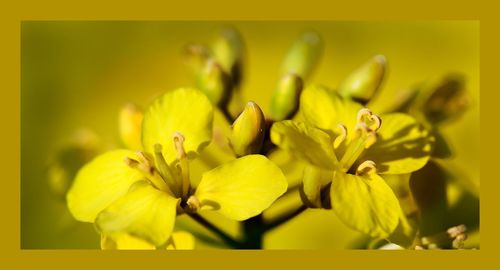 Close-up of yellow flower