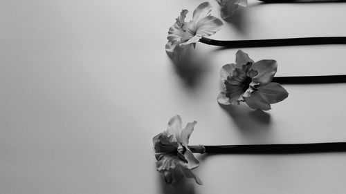 High angle view of white flowering plant on table