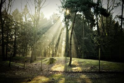 Trees in forest