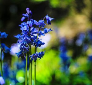 Close-up of purple flowering plant