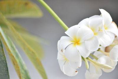 Close-up of white flowers blooming outdoors