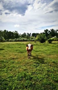 Cow standing on field against sky