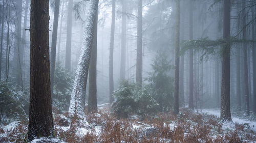 Trees in forest during winter