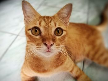 Close-up portrait of ginger cat