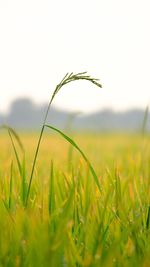 Close-up of crops growing on field against sky