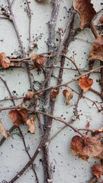 Close-up of old weathered wall