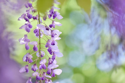 Close-up of purple flowering plants