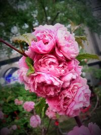 Close-up of pink flowers