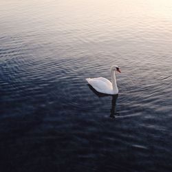 Bird flying over lake