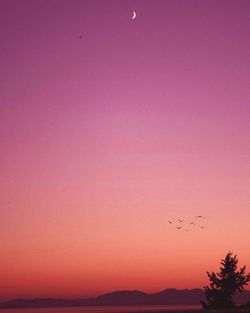 Silhouette of bird flying against orange sky