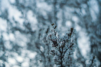 Close-up of plant growing on snow covered landscape