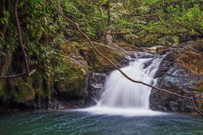 Scenic view of waterfall in forest