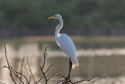 Great white egret on the bare branches of a tree next to a lake.