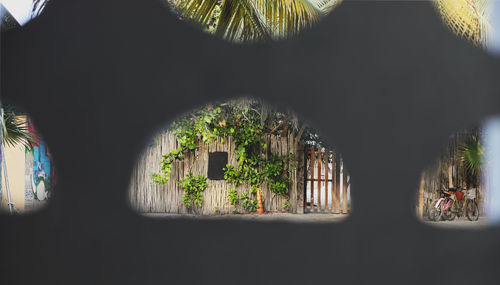 Close-up of silhouette trees seen through window