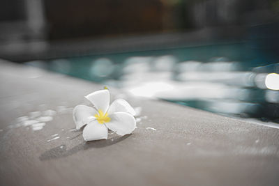 Close-up of white flowering plant in swimming pool