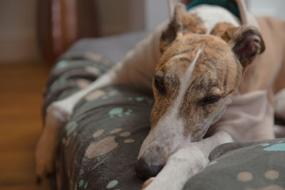 Dog in pyjamas looks fed up in this close up portrait. symmetrical brindle and white fur coloring