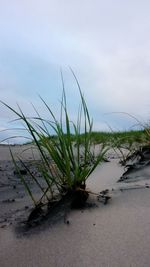 Close-up of plants on beach against sky