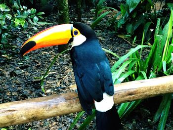 Bird perching on branch