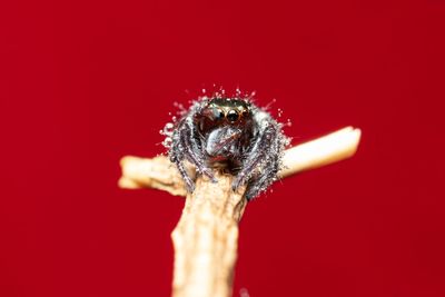 Close-up of insect against red background