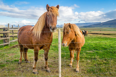 Horses standing on field